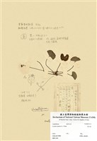 藏品(雷公根)的圖片